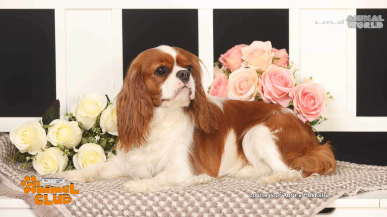 DAC PRIETENIE CAINI 3