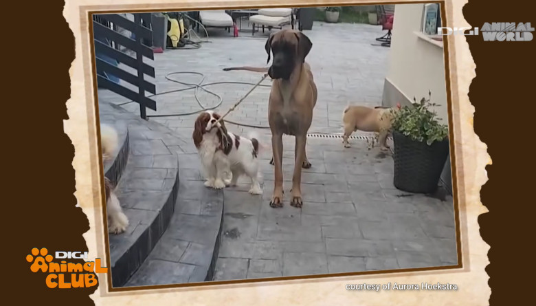 DAC PRIETENIE CAINI 1