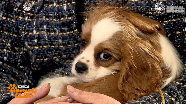 DAC PRIETENIE CAINI 4