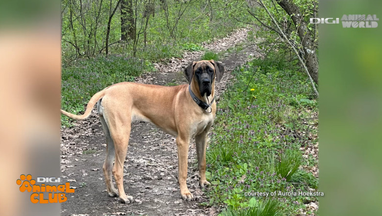 DAC PRIETENIE CAINI 5