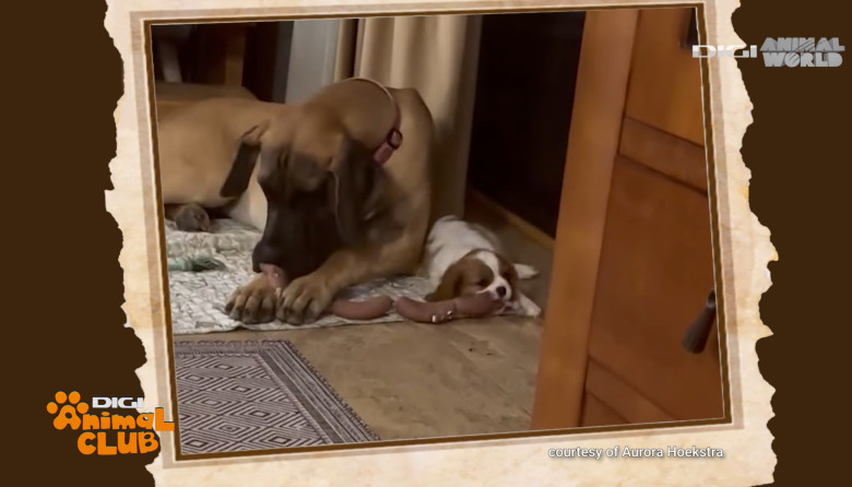 DAC PRIETENIE CAINI 9