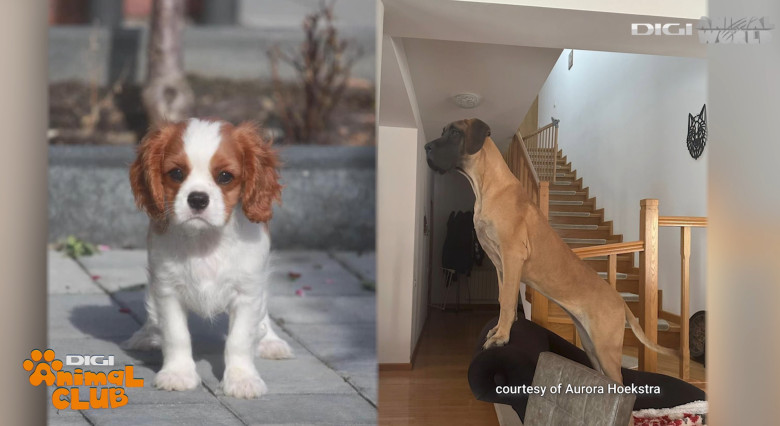 DAC PRIETENIE CAINI 7