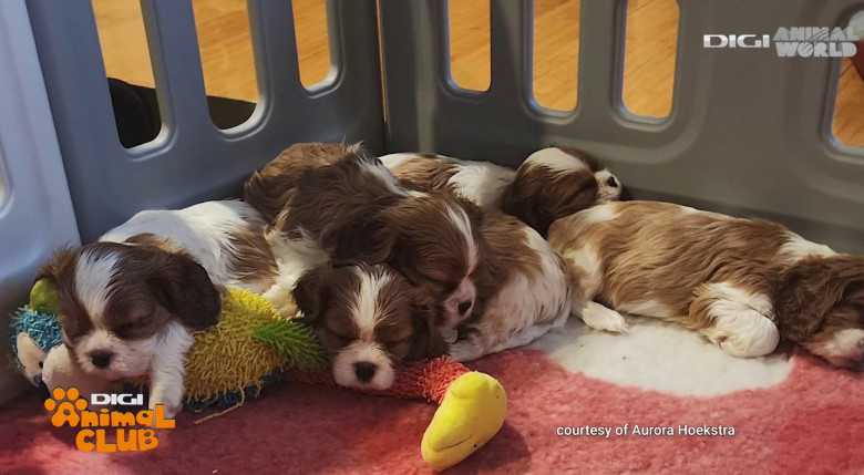 DAC PRIETENIE CAINI 8