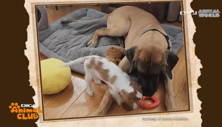 DAC PRIETENIE CAINI 13