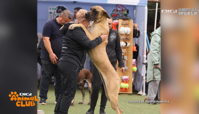 DAC PRIETENIE CAINI 10