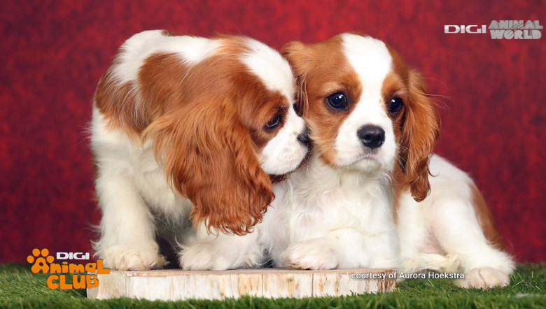 DAC PRIETENIE CAINI 11