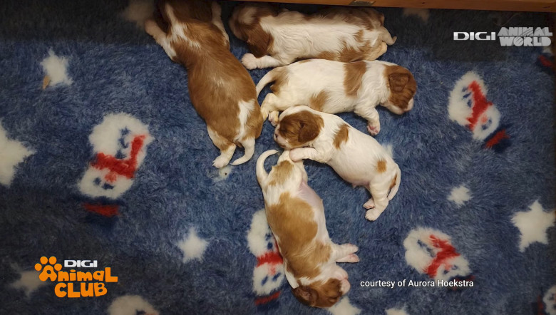 DAC PRIETENIE CAINI 12