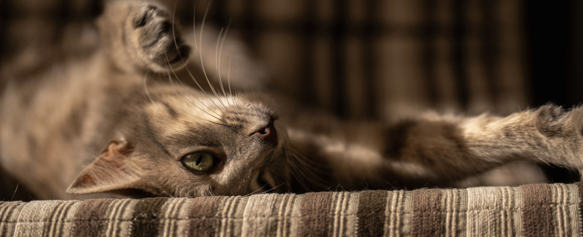 Cat lounging on a striped fabric surface, looking relaxed with one paw raised.