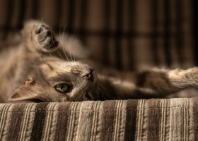 Cat lounging on a striped fabric surface, looking relaxed with one paw raised.