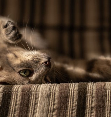Cat lounging on a striped fabric surface, looking relaxed with one paw raised.