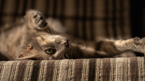 Pisica ta te iubește cu adevărat? 10 semne clare care arată afecțiunea felinelor
