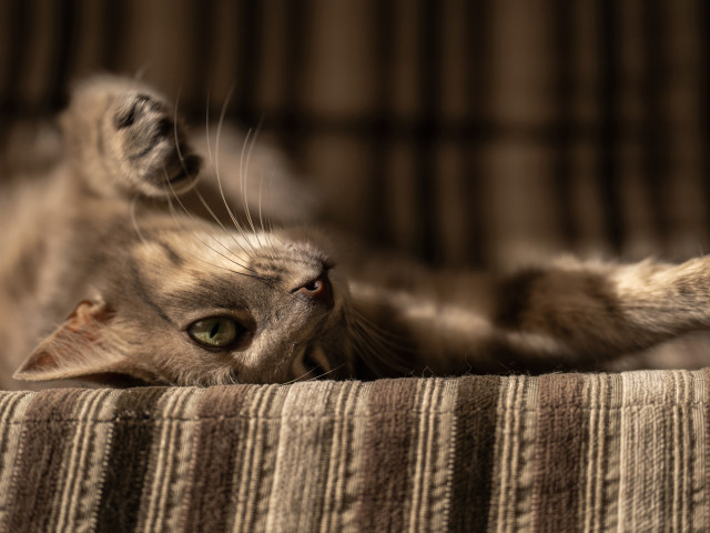 Un studiu inedit dezv&luie o etap& important& în istoria domesticirii ...