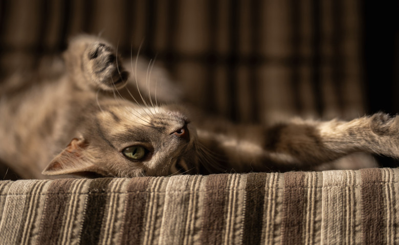 Cat lounging on a striped fabric surface, looking relaxed with one paw raised.