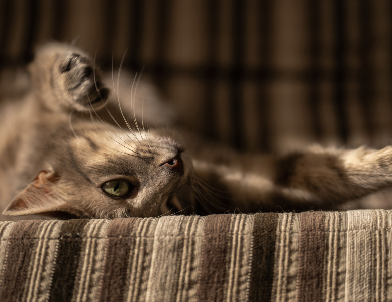 Cat lounging on a striped fabric surface, looking relaxed with one paw raised.