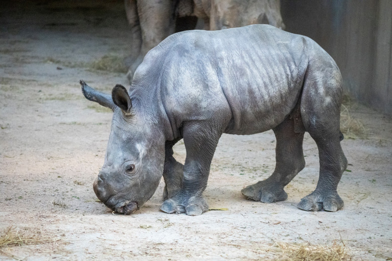 Un pui de rinocer alb s-a născut la o grădină zoologică din Valencia/ Foto: Facebook BIOPARC Valencia