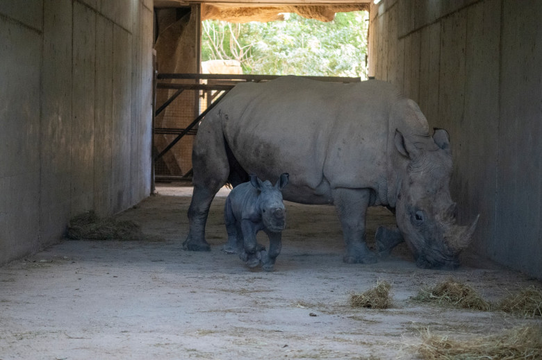Un pui de rinocer alb s-a născut la o grădină zoologică din Valencia/ Foto: Facebook BIOPARC Valencia