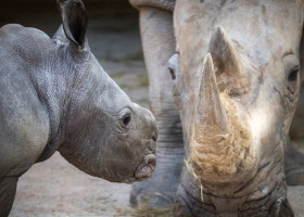 Un pui de rinocer alb s-a născut la o grădină zoologică din Valencia/ Foto: Facebook BIOPARC Valencia