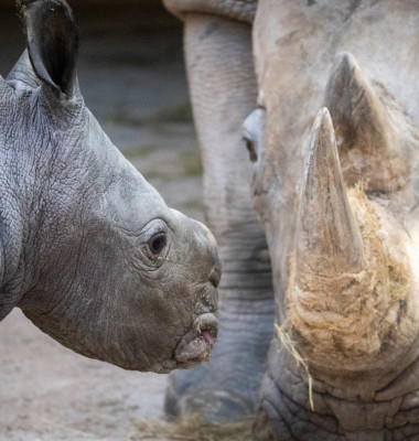 Un pui de rinocer alb s-a născut la o grădină zoologică din Valencia/ Foto: Facebook BIOPARC Valencia