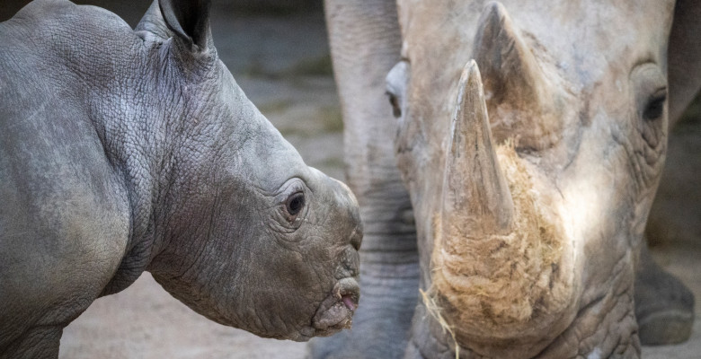 Un pui de rinocer alb s-a născut la o grădină zoologică din Valencia/ Foto: Facebook BIOPARC Valencia