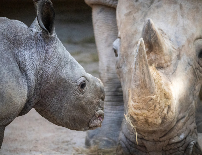 Un pui de rinocer alb s-a născut la o grădină zoologică din Valencia/ Foto: Facebook BIOPARC Valencia