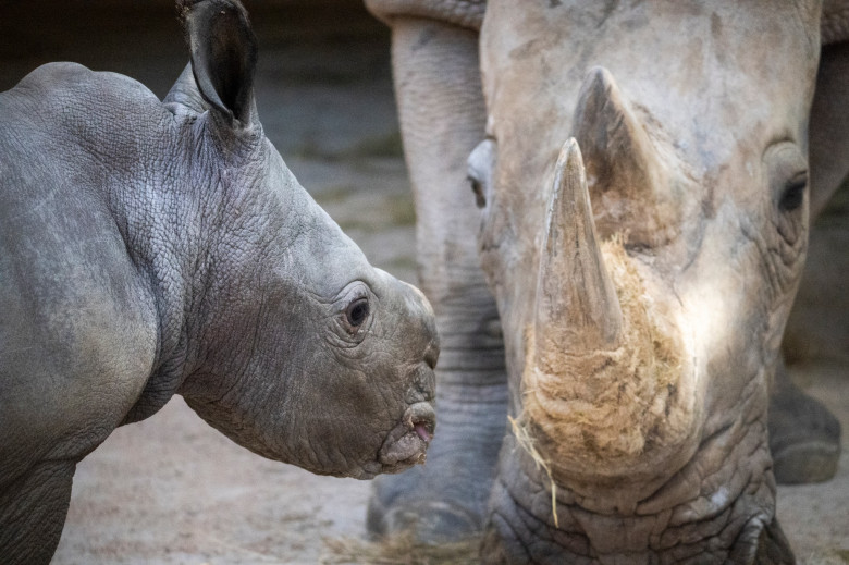 Un pui de rinocer alb s-a născut la o grădină zoologică din Valencia/ Foto: Facebook BIOPARC Valencia