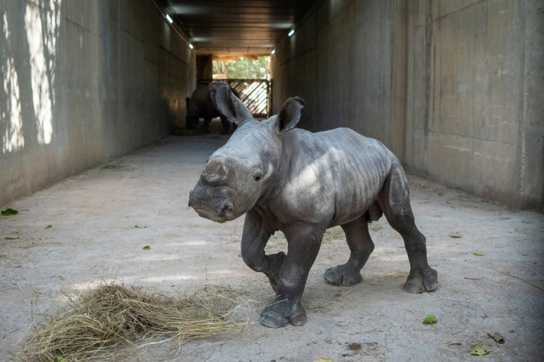 Un pui de rinocer alb s-a născut la o grădină zoologică din Valencia/ Foto: Facebook BIOPARC Valencia