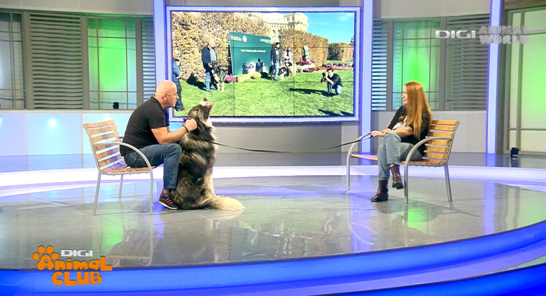 DAC CIOBANESTI ROMANESTI 1