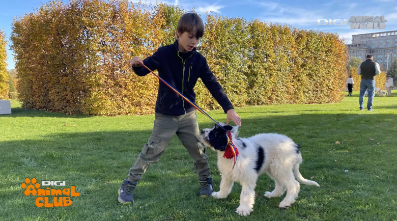 DAC CIOBANESTI ROMANESTI 3