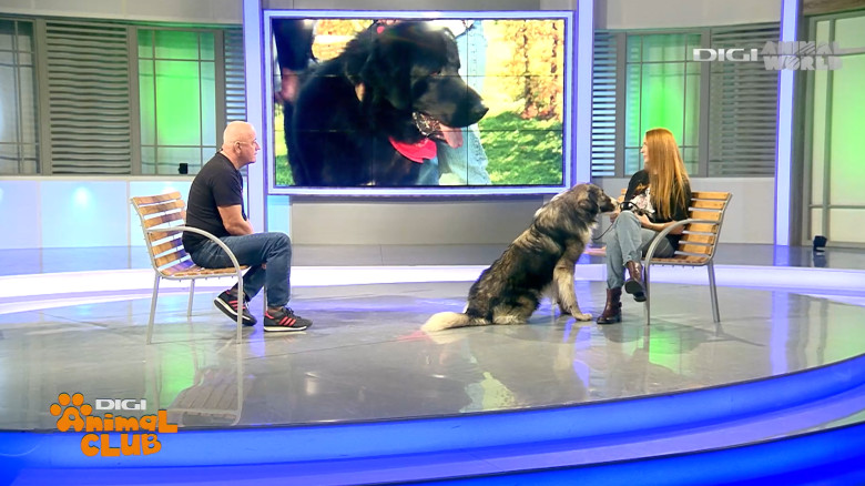 DAC CIOBANESTI ROMANESTI 4