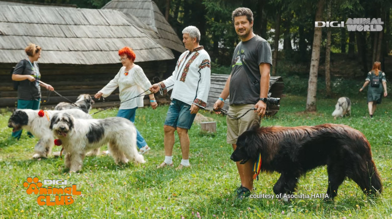 DAC CIOBANESTI ROMANESTI 8
