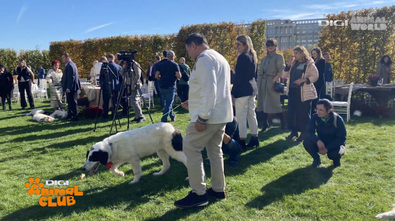 DAC CIOBANESTI ROMANESTI 9