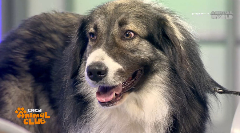 DAC CIOBANESTI ROMANESTI 10