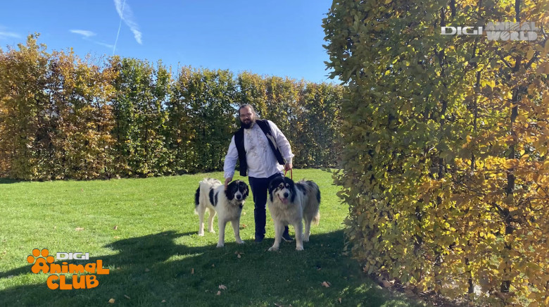 DAC CIOBANESTI ROMANESTI 14