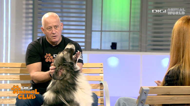 DAC CIOBANESTI ROMANESTI 11