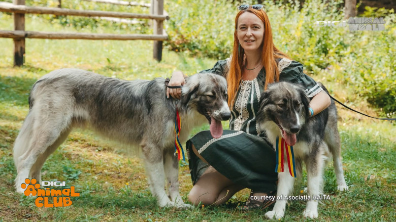 DAC CIOBANESTI ROMANESTI 12