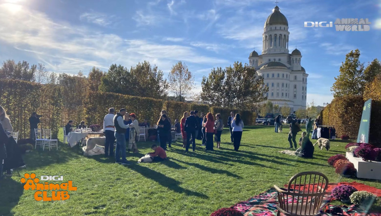 DAC CIOBANESTI ROMANESTI 13