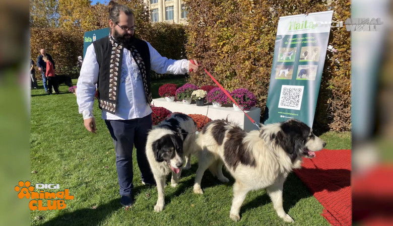 DAC CIOBANESTI ROMANESTI 18