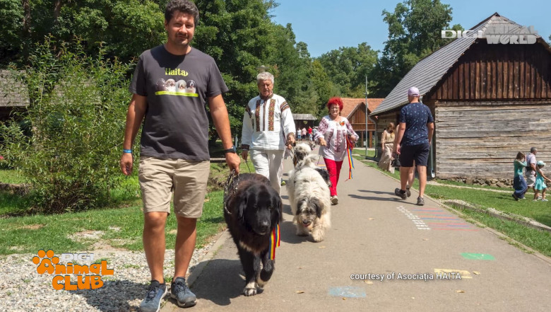 DAC CIOBANESTI ROMANESTI 15