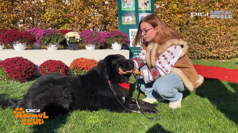 DAC CIOBANESTI ROMANESTI 16