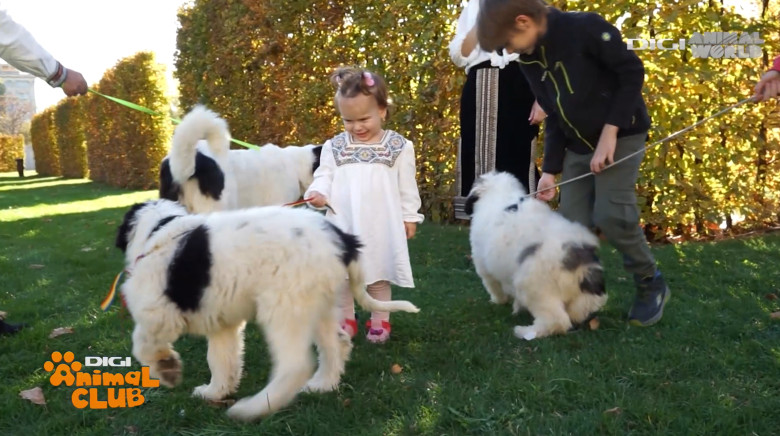 DAC CIOBANESTI ROMANESTI 17