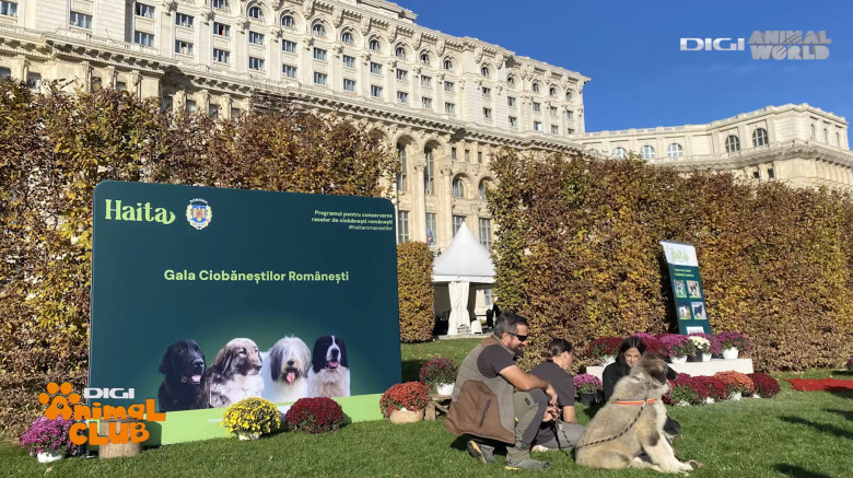 DAC CIOBANESTI ROMANESTI 20