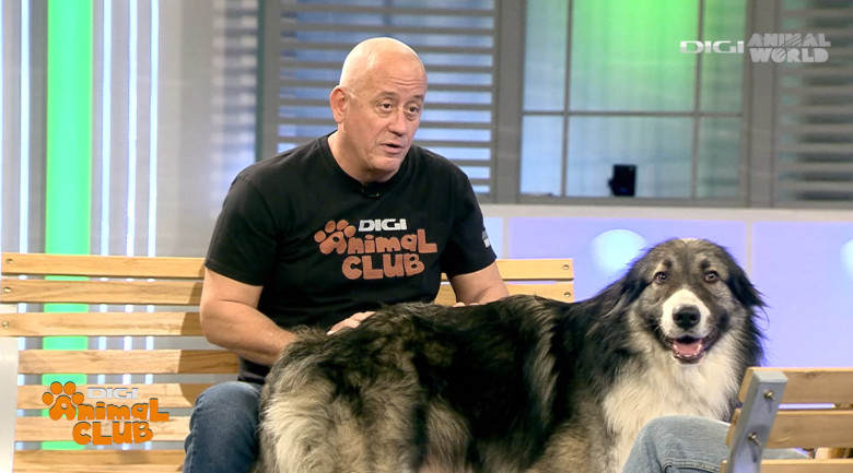 DAC CIOBANESTI ROMANESTI 21