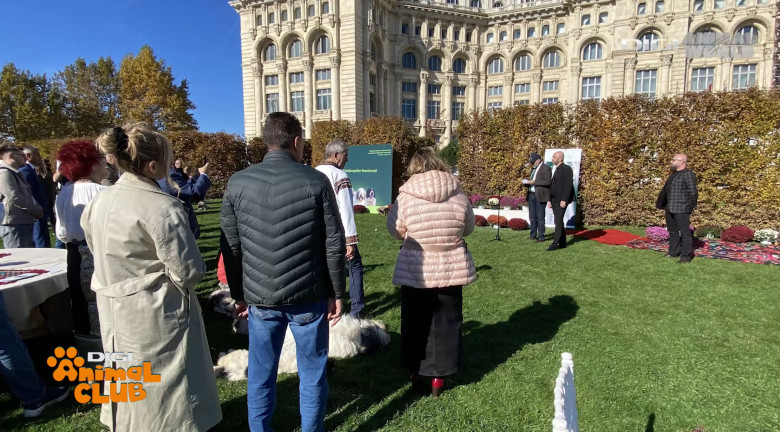 DAC CIOBANESTI ROMANESTI 22