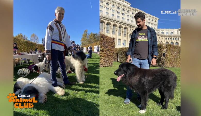 DAC CIOBANESTI ROMANESTI 23