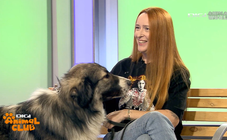 DAC CIOBANESTI ROMANESTI