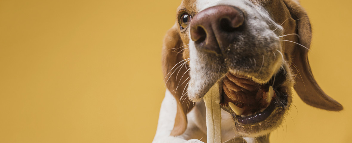 Top 9 cele mai sănătoase rase de câini/ Freepik