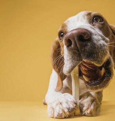 Top 9 cele mai sănătoase rase de câini/ Freepik