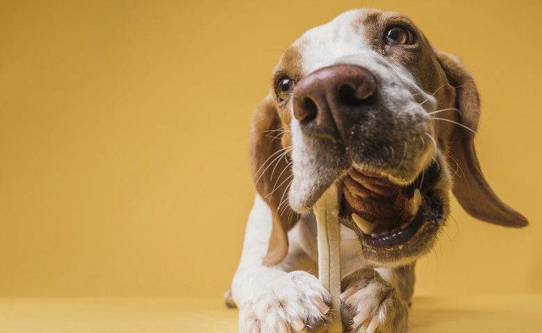 Top 9 cele mai sănătoase rase de câini/ Freepik