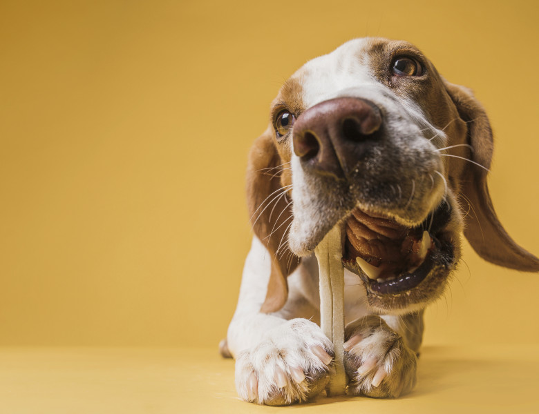 Top 9 cele mai sănătoase rase de câini/ Freepik