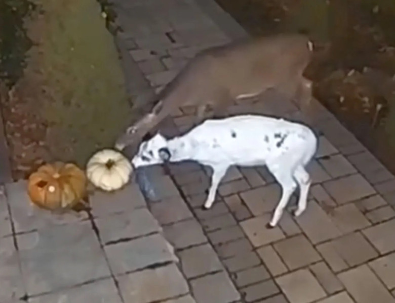 Animal rar, surprins de camerele de supraveghere ale unei case din Pennsylvania/ Foto: X